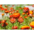 thumbnail image 4 of 100 ORANGE DOUBLE STRAWFLOWER Helichrysum Monstrosum Flower Seeds, 4 of 11