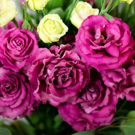 Lisianthus Seeds - Voyage Deep Rose - Packet - Pink Flower Seeds, Hybrid Seed Group 2 Attracts Bees, Attracts Butterflies, Attracts Hummingbirds, Attracts Pollinators, Container Garden