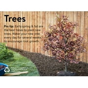 Expert Gardener 3.25g Linden