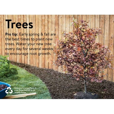 Expert Gardener 3.25g Linden