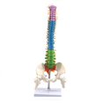 thumbnail image 1 of 45Cm with Pelvic Human Anatomical Anatomy Spine Spinal Column Model Teaching Resources for Students, 1 of 6