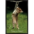 thumbnail image 1 of Célèbre chaton accroché là-bas Poster, 1 of 5