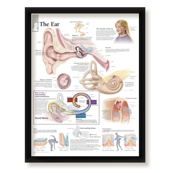 The Ear Framed Medical Educational Informational Poster Diagram Doctors Office School Classroom 22x28 Inches