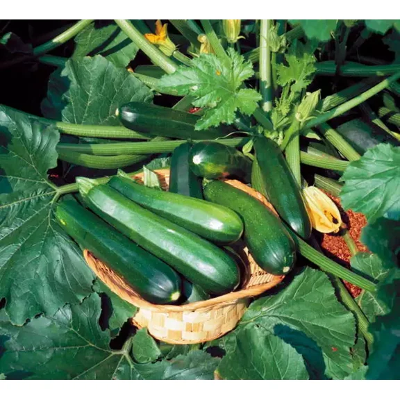 50 Black Beauty Zucchini Seeds - Non-GMO Heirloom Summer Squash - Bulk Seeds