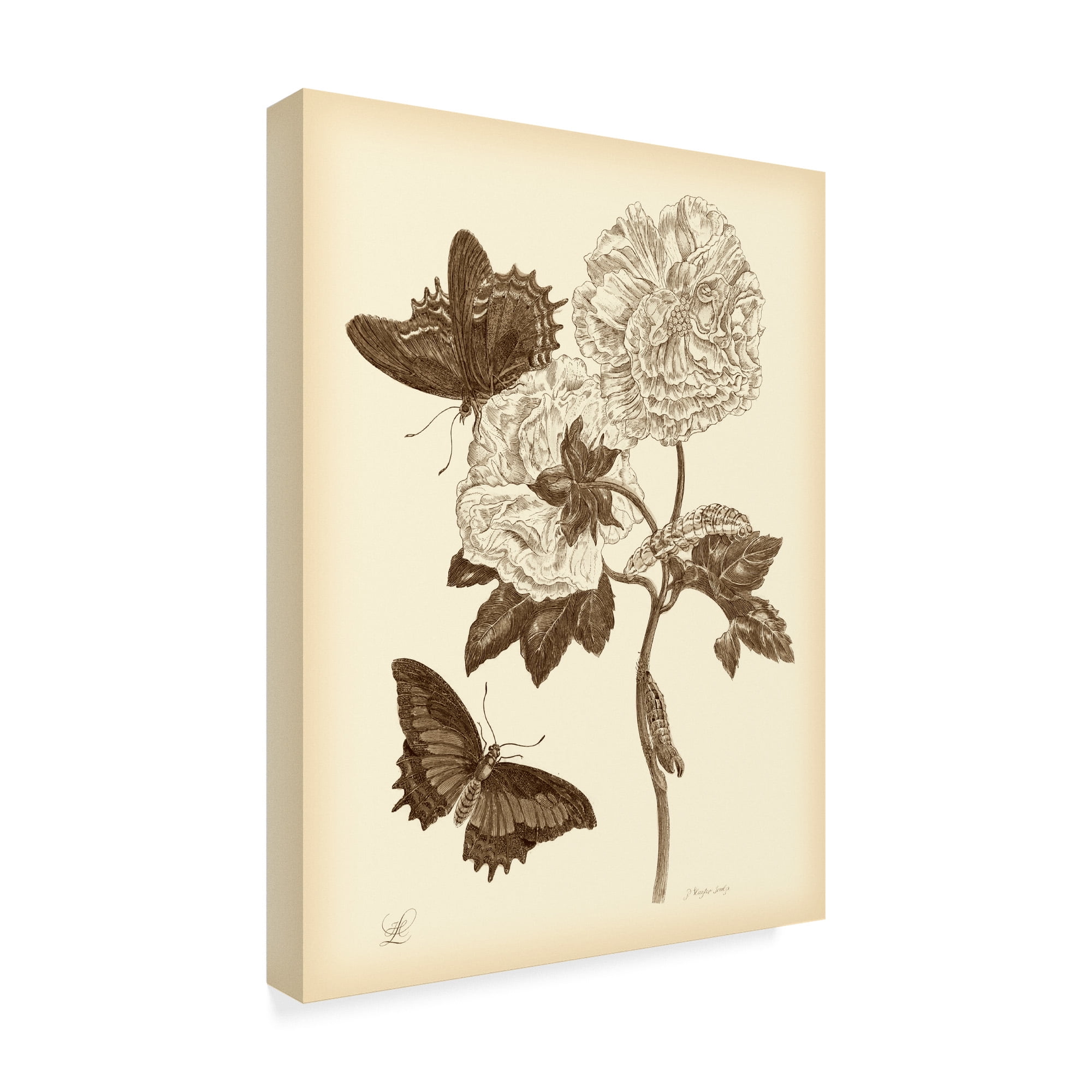 Trademark Fine Art 'Nature Study in Sepia IV' Canvas Art by Maria S. Merian