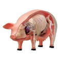 thumbnail image 4 of Modelo de disección de cerdo 4D, modelo científico, ayuda de aprendizaje, juguete educativo DIY, aprendizaje de órganos y partes del cuerpo de cerdo, 4 of 10