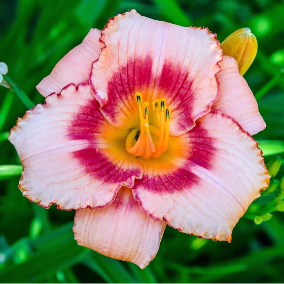 Easy to Grow Daylily Strawberry Candy 3 Plant Divisions, Summer Sun Zones 3-9
