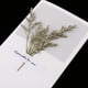 thumbnail image 4 of 10 tarjetas de felicitación vintage con flores secas, tarjetas de agradecimiento, tarjetas de Navidad y boda. Limonium, 4 of 9