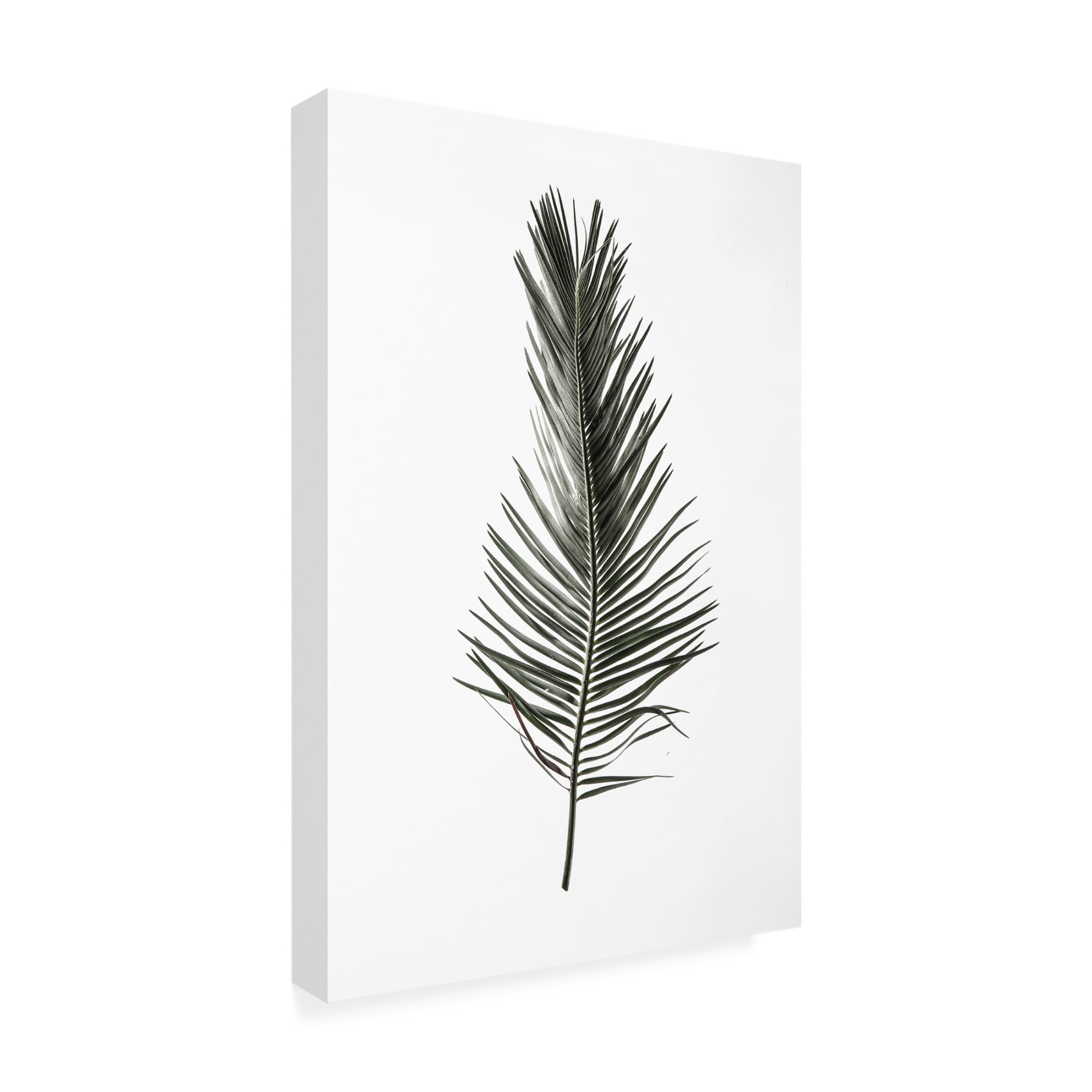 Trademark Fine Art Shot by Clint Leaf Study 03 Canvas Wall Art