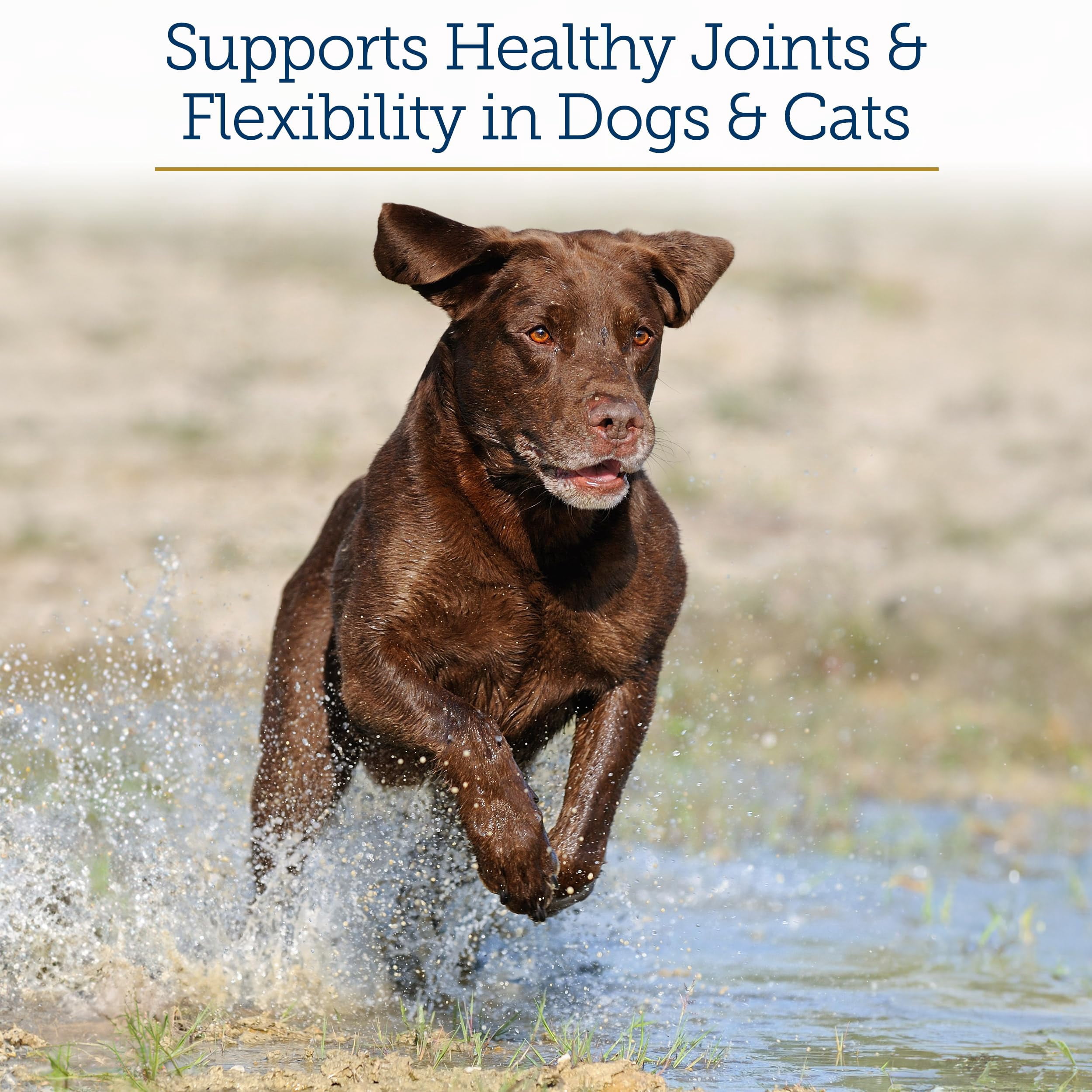 Rx Vitamins MegaFlex - Glucosamine Sulfate with MSM - Cat & Dog Hip and Joint Supplement - Contains Vitamin C and Sea Cucumber - Supports Joint Health and Flexibility - 600g