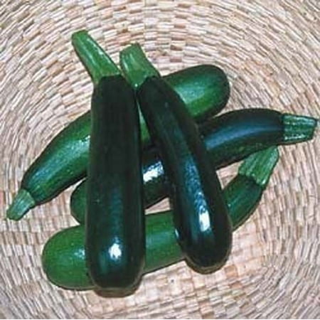 Squash Zucchini Black Beauty Garden Heirloom Vegetable 30 (Best Vegetables To Grow From Seed)