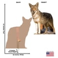 thumbnail image 5 of Cardboard People Coyote Life Size Cardboard Cutout Standup - Made in USA, 5 of 5