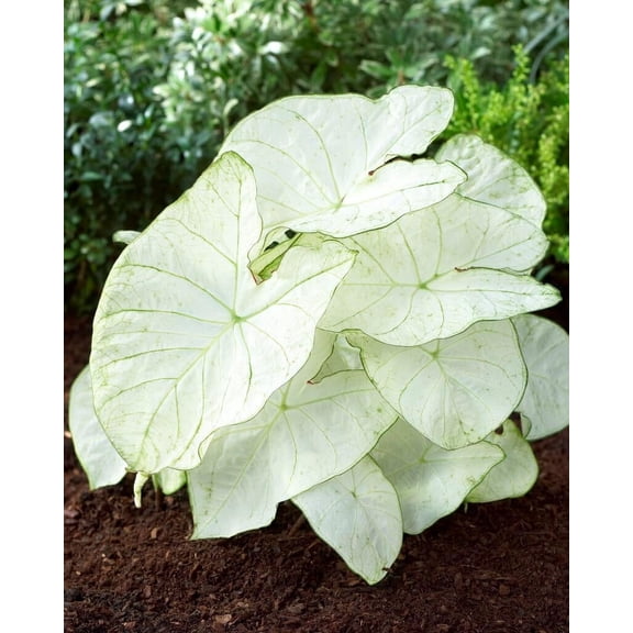 Florida Moonlight Bulbs – White Heart-Shaped Leaves with Green Veins – Shade Loving Caladium for Gardens, Containers and Landscaping (6 Bulbs)