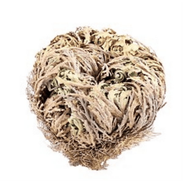 Rose of Jericho Plant (Flower de Jericho or Resurrection), 1 Large (45