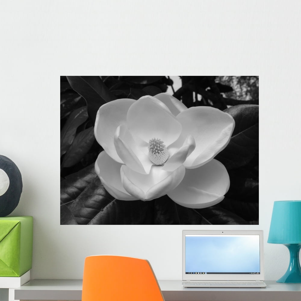 Magnolia Blossom1 Wall Mural Decal by Wallmonkeys Vinyl Peel and Stick