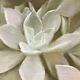 thumbnail image 3 of Kimberly, Allen 15x15 Black Modern Framed Museum Art Print Titled - Newspaper Succulent 1, 3 of 5