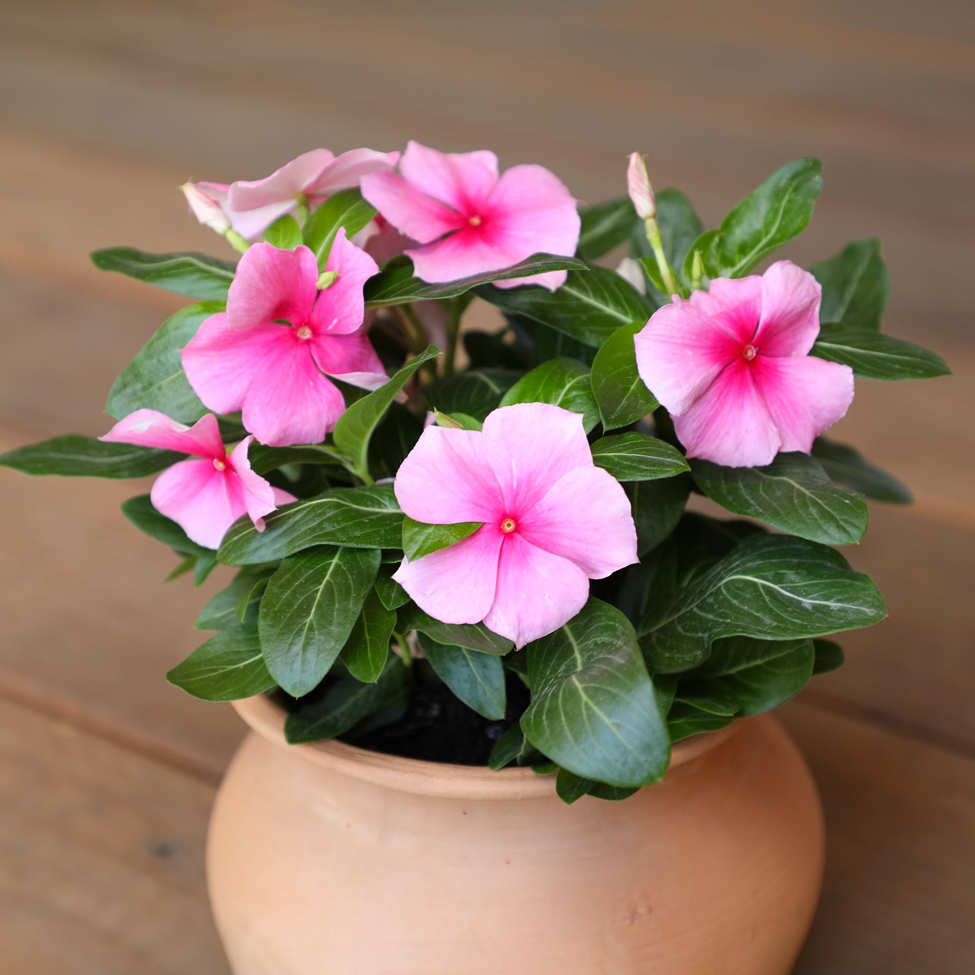Expert Gardener 4PK Pink Vinca Live Plant
