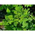 thumbnail image 2 of Polana Raspberry, 2 of 2