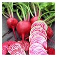 Beet Seeds Chioggia 1 Pound Vegetable Seeds, Heirloom Seed, Open