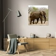 thumbnail image 3 of Dana Underdahl 20x20 Gallery Wrapped Canvas Wall Art Titled - Elephant III, 3 of 4
