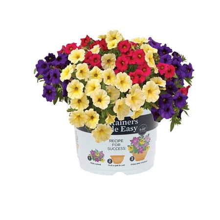 Island Blooms 1.5 Gallon Combo Cme Pot, Live Plant