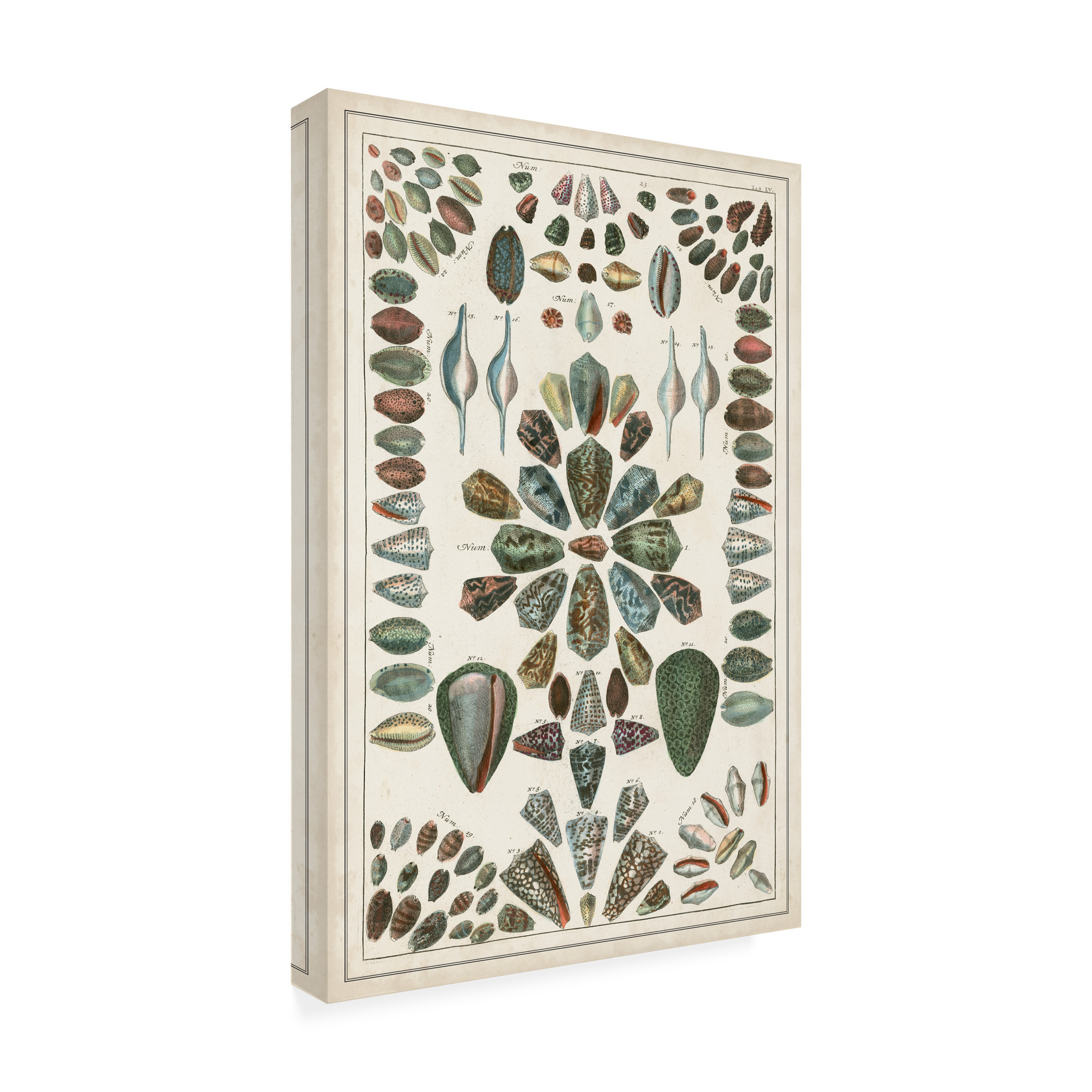 Albertus Seba 'Grand Seba Shells IV' Canvas Art