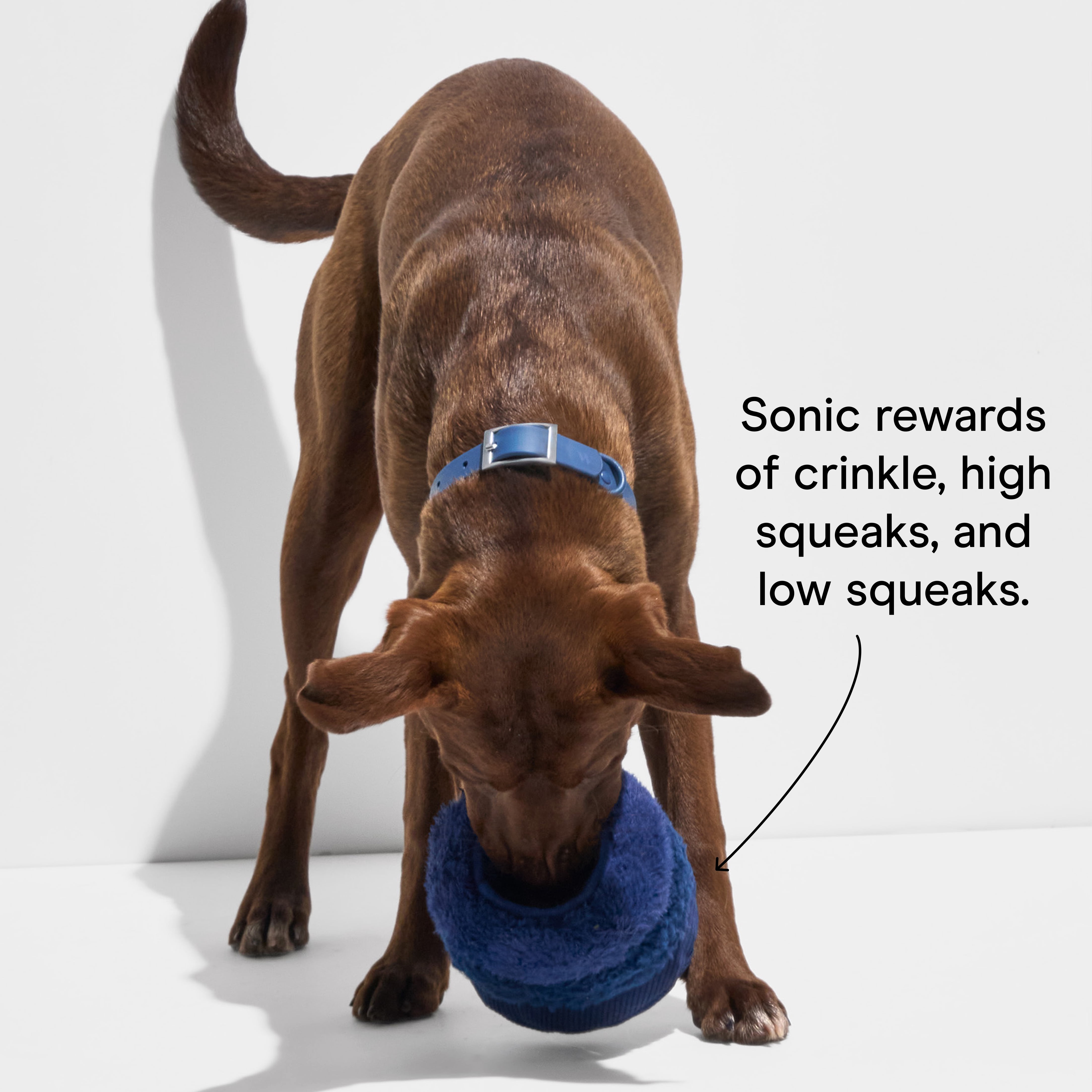 Wild One Durable Plush Tennis Tuft Dog Toy, Mental Enrichment with Squeaker and Hidden Ball, For Moderate Chewers, Navy Blue