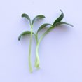 thumbnail image 6 of Fenugreek Herb Seeds - 25 Lb Bulk ~840K Seeds - Non-GMO, Open Pollinated, Annual - Herb Garden & Microgreens Seeds, 6 of 6