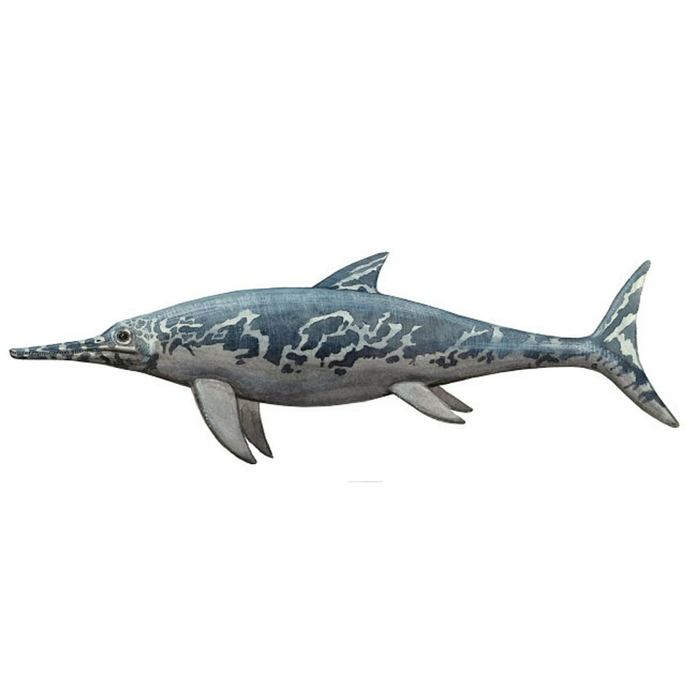 A Temnodontosaurus burgundiae from the Early Jurassic period Poster Print by Sergey Krasovskiy