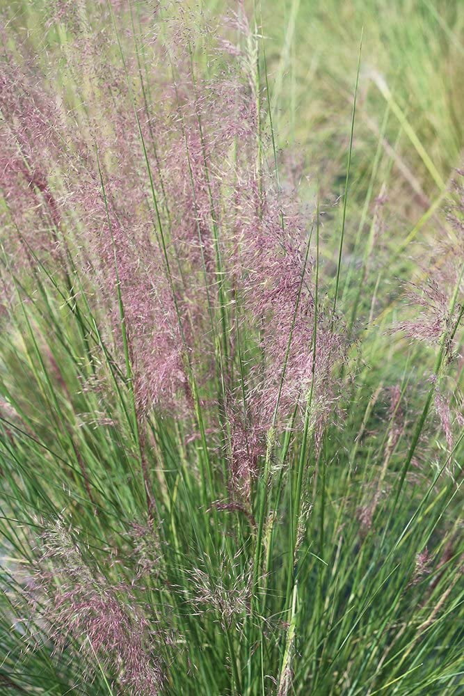 1 Gal. Muhly Grass Cotton Candy Grass Showy Blooms