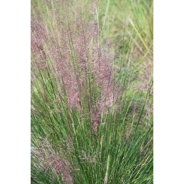 1 Gal. Muhly Grass Cotton Candy Grass Showy Blooms