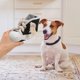 thumbnail image 3 of Squeaky Dog Toy Dog Toy Interesting Shoe Shape Dog Interactive Toy Teeth Cleaning Plaything, 3 of 3