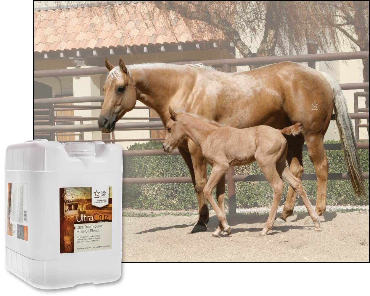 UltraCruz Multi-Oil Blend Supplement for Horses, Dogs and Livestock, 5 Gallon
