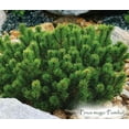 thumbnail image 4 of Pumilio Swiss Mountain Pine-Dwarf Evergreen-Ideal for Rock Gardens  3 Gallon, 4 of 22