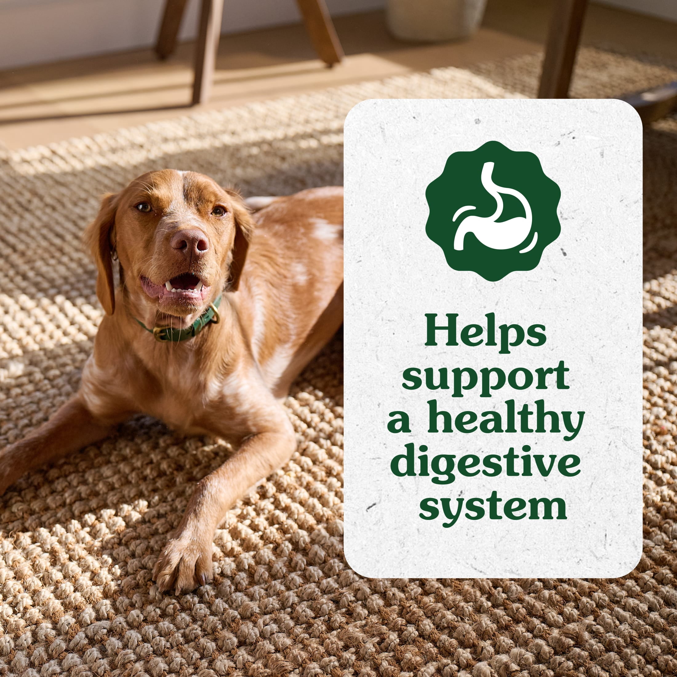 Greenies Supplements Chicken Flavor Digestive Health With Probiotics for Dogs, 7.76 oz Pouch