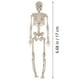 thumbnail image 4 of KAKOWELY 6 piezas de esqueleto falso para Halloween, pequeños esqueletos, modelos de huesos del cuerpo humano, 4 of 4