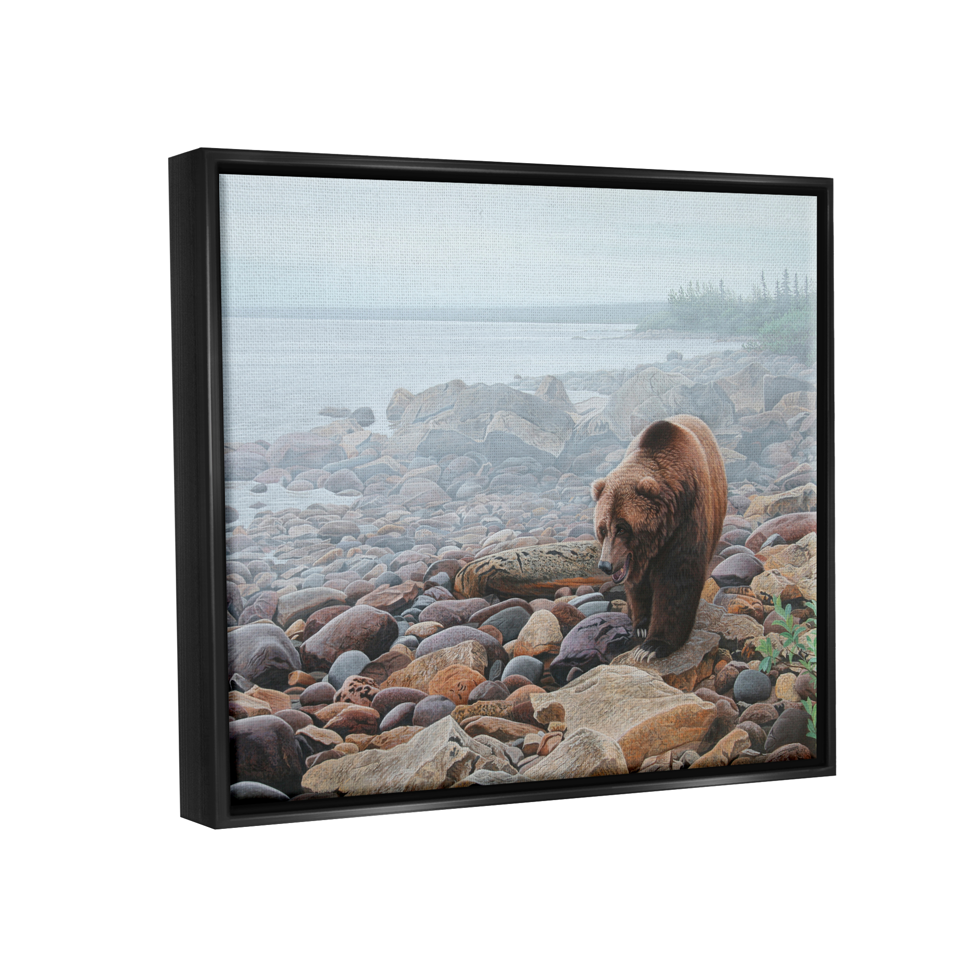 Stupell Industries Bear on Rocky Shore Nature Photography Black Floater Framed Art Print Wall Art, 31 x 25