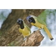 thumbnail image 2 of Welling, Dave 18x13 White Modern Wood Framed Museum Art Print Titled - TX, Mated pair of green jays perched in a tree, 2 of 4