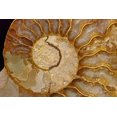 thumbnail image 2 of Ammonite Fossil Wall Mural by Wallmonkeys Peel and Stick Graphic (24 in W x 16 in H) WM311407, 2 of 4