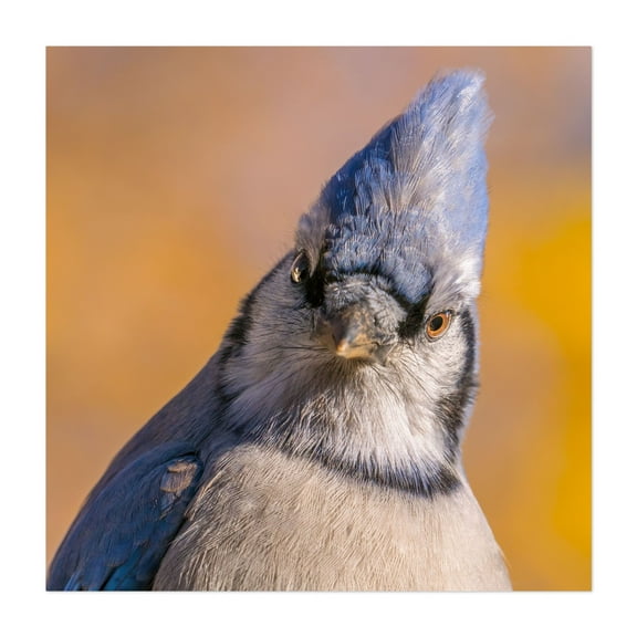 Blue Jay portrait - Photography Bird Wildlife Nature Animal Autumn Unframed Wall Art Print 6 x 6 inches