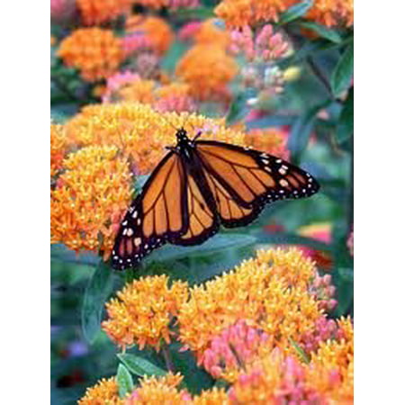 The Dirty Gardener Asclepias Bloodflower Butterfly Weed Flowers - 500