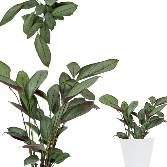 Calathea Silver Star-Striking Indoor Plant-Non-Toxic  10" Pot