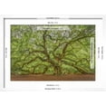 thumbnail image 5 of Art.com Angel Oak Photographic Print by Dennis Goodman, White Frame Wall Art, 23" x 17", 5 of 5