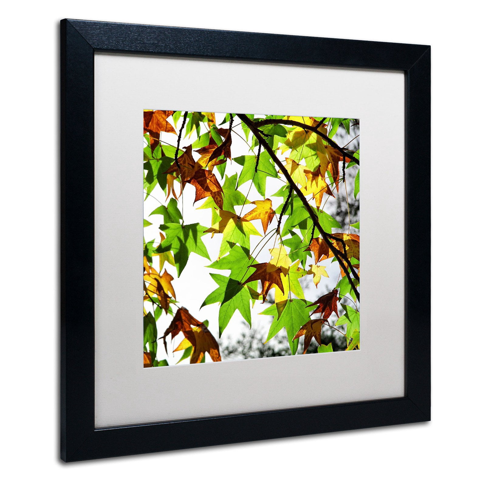 Trademark Fine Art "First Signs" Canvas Art by Beata Czyzowska Young, Black Matte, Black Frame