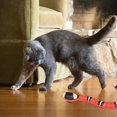 thumbnail image 3 of Jouet de Serpent pour Chats, Jouet de Serpent Intelligent, Jouet Interactif Rechargeable pour Chat, Faux Serpent Réaliste avec Câble USB, pour Animaux de Compagnie, 3 of 5