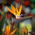 thumbnail image 4 of Set of 2 Orange Bird of Paradise Live Plants, Tropical Flowering Plants for Patio or Garden, 4 of 5