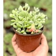 thumbnail image 2 of Live Cotyledon Pendens Plant Cliff Cotyledon Succulent Plant 4"Pot, 2 of 6
