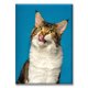thumbnail image 1 of Cuadro Canva listo para Colgar tipo galería Pixtreats Maine Coon Gato 40X60 cm, 1 of 4