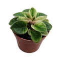 thumbnail image 2 of Jolly Sunday Micro Miniature African Violet - 2.5" Pot - Violet Collector's Series, 2 of 4