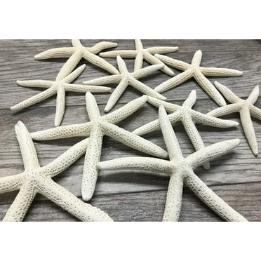 Starfish 10 pack Real White Finger Starfish 6-8inch For Home Decors